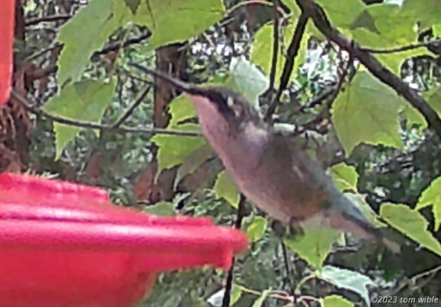 DSCF0272